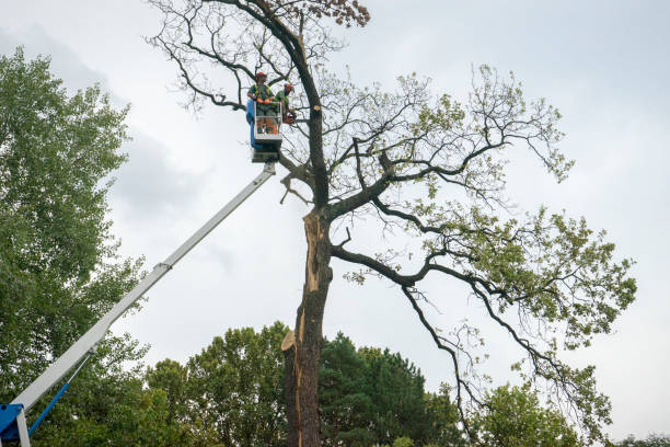 Best Tree Health Inspection  in Robinson, TX